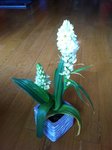 plante.JPG
