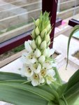 plante  fleurs.JPG