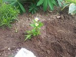 2011-06-19 18.18.54.jpg