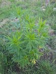Plante C