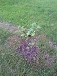 Plante B
