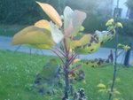 DSC00286.JPG
