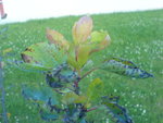 DSC00287.JPG