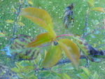 DSC00288.JPG