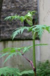 IMG_4077.jpg