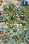 Courgettes.JPG