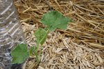 Melon petit gris de Rennes 1.JPG