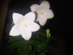img fleur
