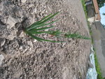 IMG_0171.JPG
