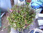 P1100746.JPG
