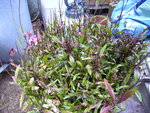 P1100747.JPG