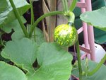 légumes 013 copie.jpg