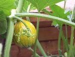 légumes 014 copie.jpg
