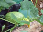 légumes 015 copie.jpg