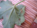 nouvelles photo véranda 002.JPG