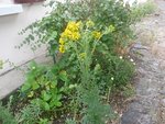 fleurjaune.jpg