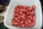 recolte pommes de terre photo reduite.jpg