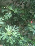 IMG_1033.JPG