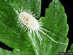 cochenille.jpg
