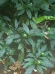 Boules vertes.jpg