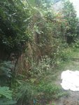 Toutes plantes.jpg