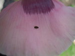 DSCN3286.JPG