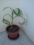 Enfin la deuxième plante