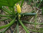 courgette.jpg