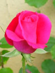 DSCN4136.JPG