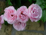 DSCN4248.JPG