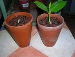 DSCN4529.JPG