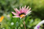 gazania.jpg