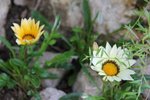 gazanias plus clairs.jpg