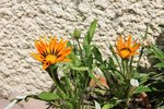 gazanias splendens.jpg