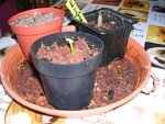 DSCN4531.JPG