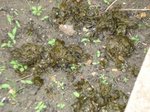 Mauvaises herbes.JPG