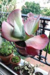 voilà la plante!
