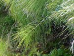 plante inconue.jpg
