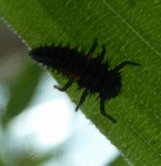 infestation.gif