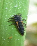 infestation002.gif