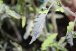 IMG_0003.JPG