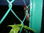 Drole d'insecte