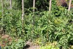 Les tomates au début de l'été.jpg