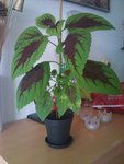 2011-06-23 19.46.53.jpg