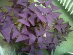 IMG00073-20110616-2010.jpg