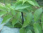 110622_pucerons.jpg
