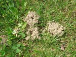 DSC05907.JPG