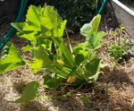 courgette non coureuse.jpg