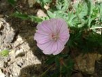 Le géranium issu de bouture