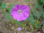 La fleur du géranium qui a poussé tout seul (il est plus fuschia que sur la photo)